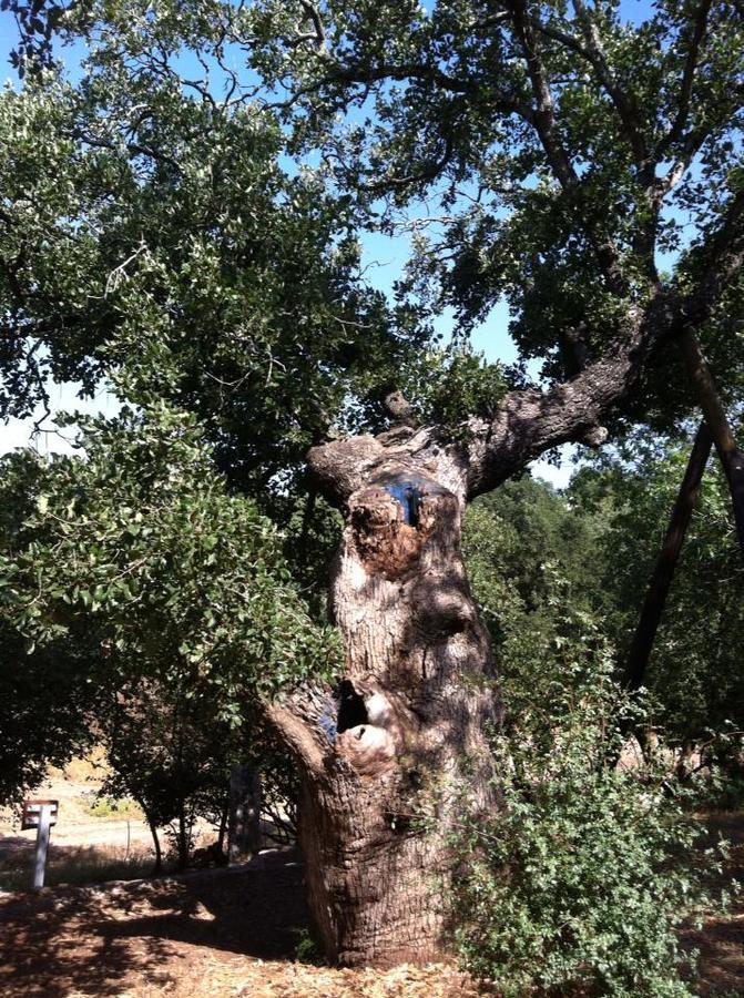 Вілла Oak Shade Bethlehem of Galilee Екстер'єр фото
